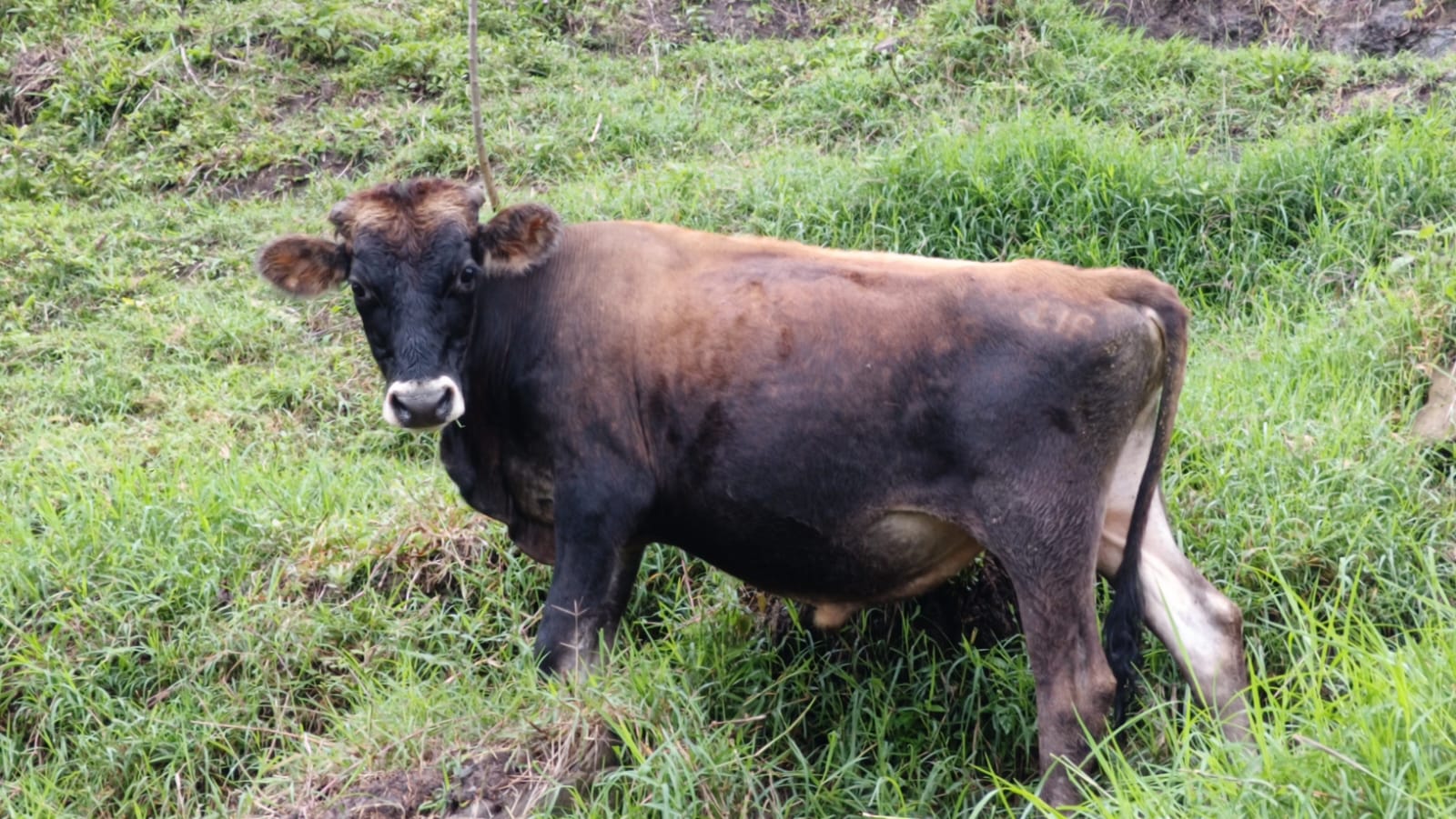 Imagen de la publicación