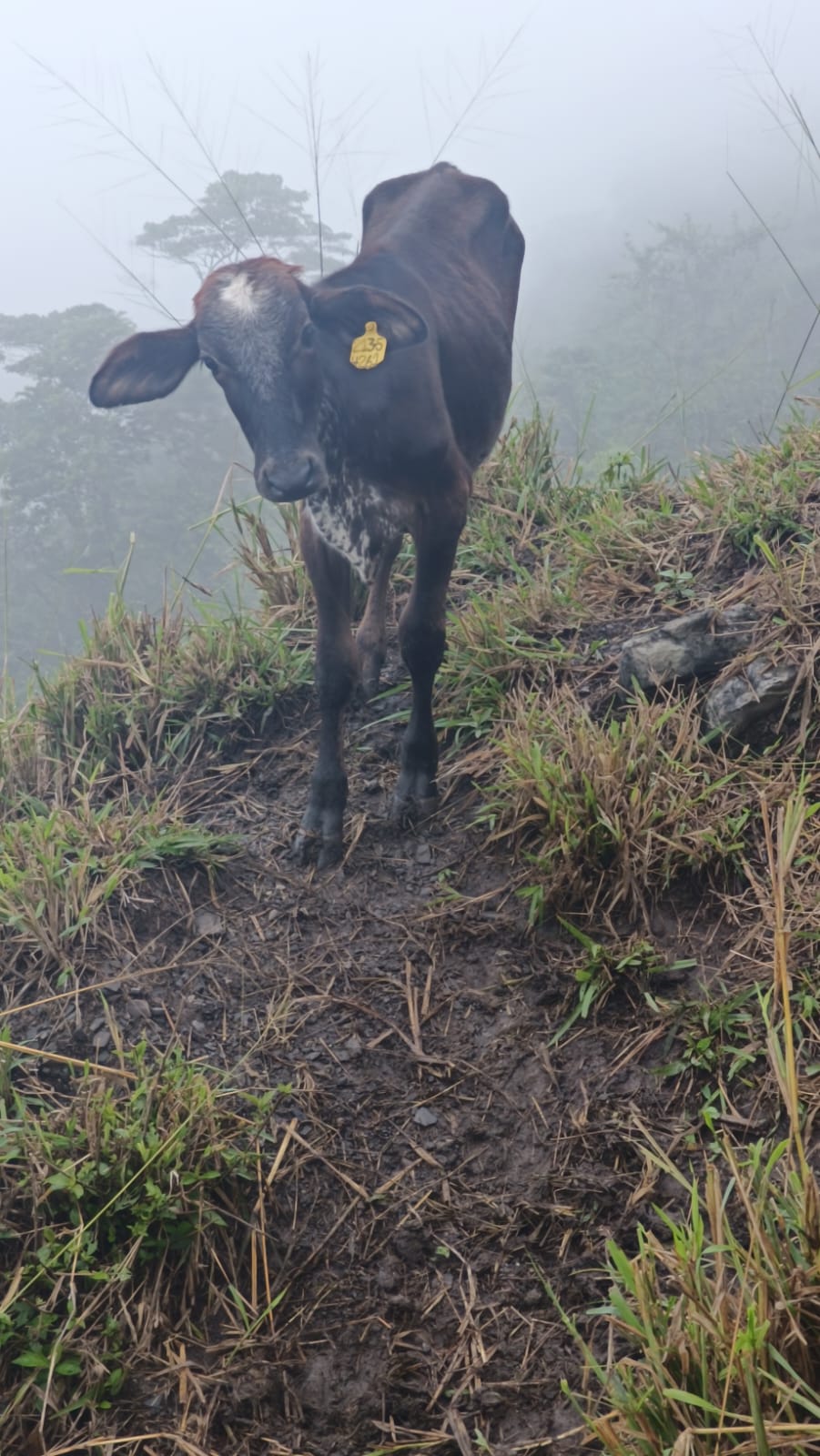 Imagen de la publicación